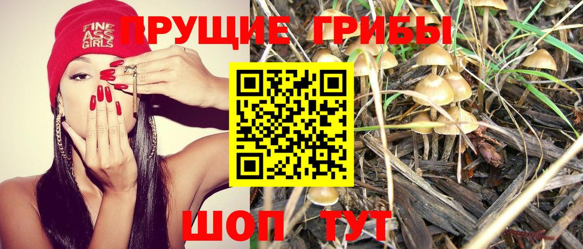 Галлюциногенные грибы Cubensis Камень-на-Оби